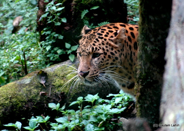 A Common leopard uses stealth and surprise to kill..it took quite an effort to locate the cat  at Darjeeling, West Bengal, India by Gautam Lahiri