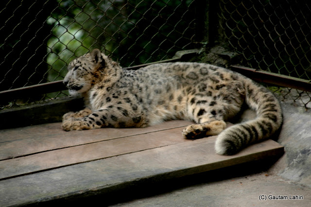 The near-extinct Snow leopard with his head on the cage wire..that long tail helps the feline to balance on rocky ravines when it pounces on its prey  at Darjeeling, West Bengal, India by Gautam Lahiri
