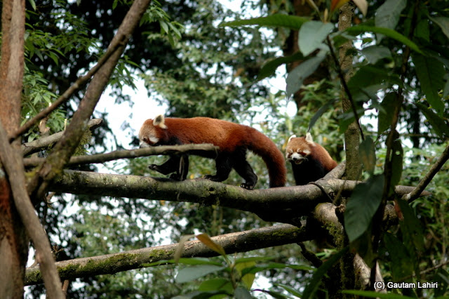 A pair of red pandas on a late afternoon walk across the tree branches  at Darjeeling, West Bengal, India by Gautam Lahiri