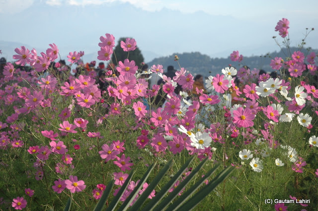 Flowers with their gentle colors drew crowds in large numbers  at Darjeeling, West Bengal, India by Gautam Lahiri