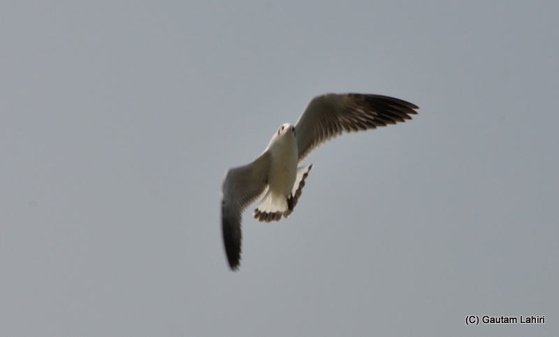 sea gull on the Creeks at Frasergunj, Bakkhali beach, West Bengal, India near Bay of Bengal by Gautam Lahiri