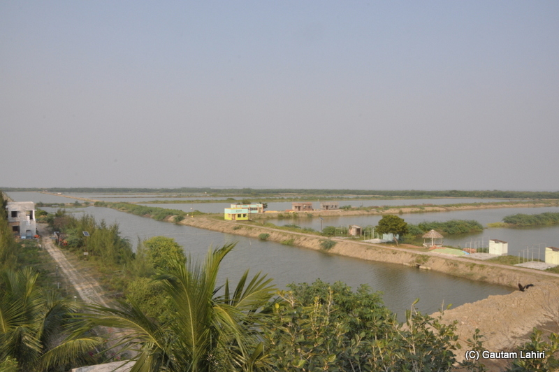 At Henry Island, Bakkhali beach, West Bengal, India near Bay of Bengal by Gautam Lahiri