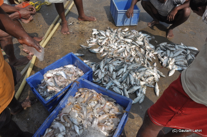 Loads of sea fish at Frasergunj, Bakkhali beach, West Bengal, India near Bay of Bengal by Gautam Lahiri