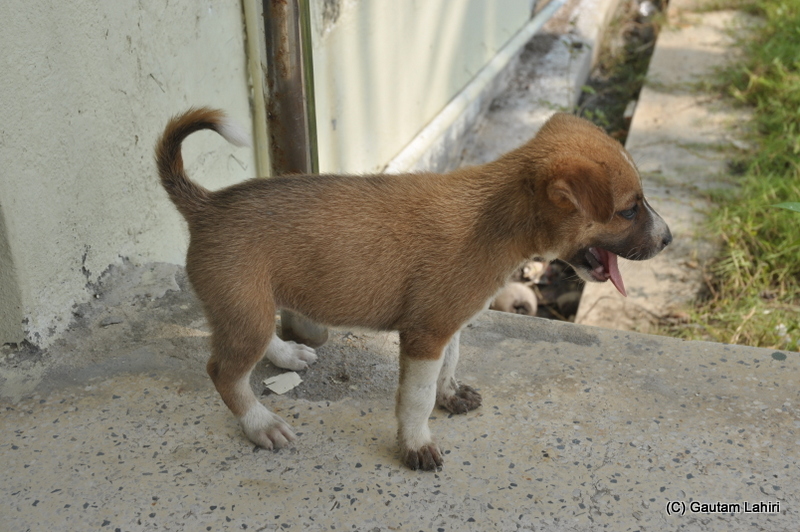 At Henry Island, Bakkhali beach, West Bengal, India near Bay of Bengal by Gautam Lahiri