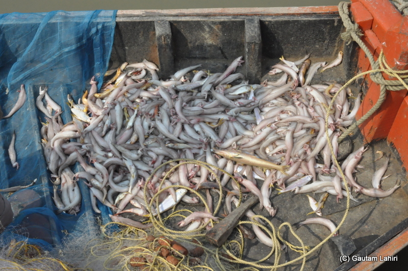 Loads of sea fish at Frasergunj, Bakkhali beach, West Bengal, India near Bay of Bengal by Gautam Lahiri
