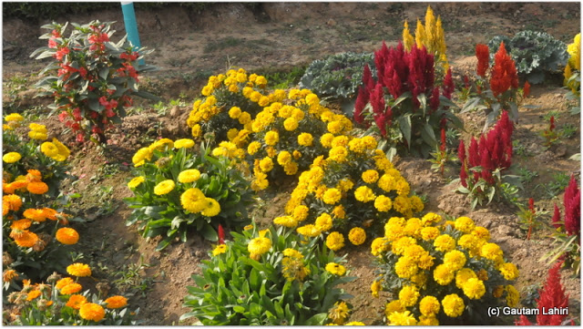 The cool morning breeze wafted through the flowers making them dance with joy at Joypur forest, Bankura by Gautam Lahiri