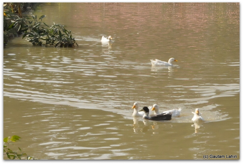 Ducks were having a field time on the lake surface at Joypur resort jungle, Bankura by Gautam Lahiri