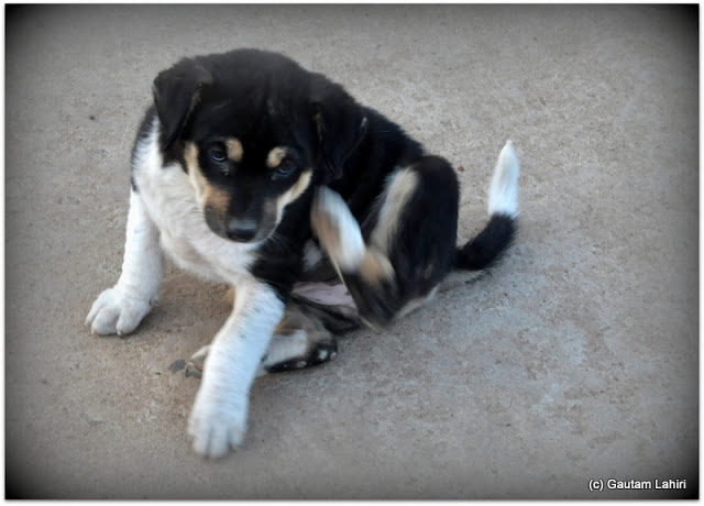 A self-appointed tourist guide in the form of a puppy who considered its duty to wish us a morning full of excitement gave us company till the gate at Joypur forest, Bankura by Gautam Lahiri