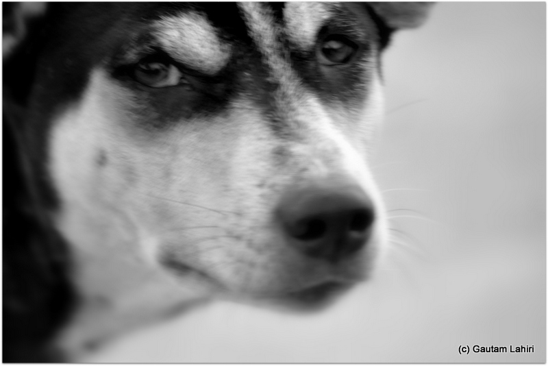 The squinted look told us that she was still in a contemplative mood, we walked on at Joypur jungle, Bankura by Gautam Lahiri