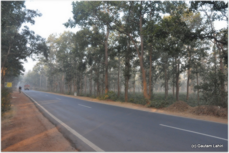 Carpet smooth road lay still between rows of sal and teak trees. All that we heard was the whispering jungle punctured at times by the speeding trucks at Joypur forest, Bankura by Gautam Lahiri