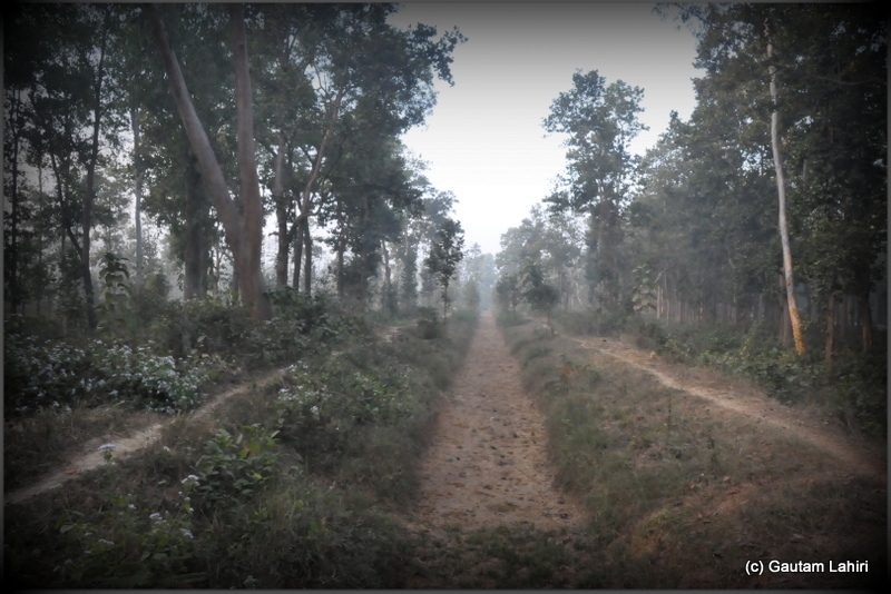 Trenches along the forest with pathways. The heavy growth of trees could be seen on either side of the man-made road in Joypur forest, Bankura by Gautam Lahiri