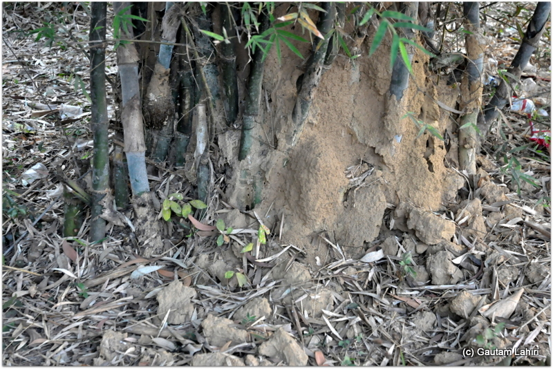 A collection of bamboo trees formed a perfect spot for the termite hills to exist at Joypur forest, Bankura by Gautam Lahiri