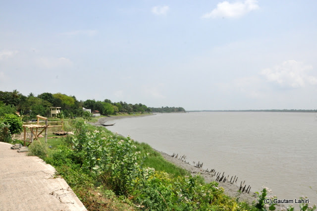 The vegetation around Ichamati is primarily mangrove as can be seen by the abundance of roots protruding from the muddy bank at Taki, West Bengal, India by Gautam Lahiri