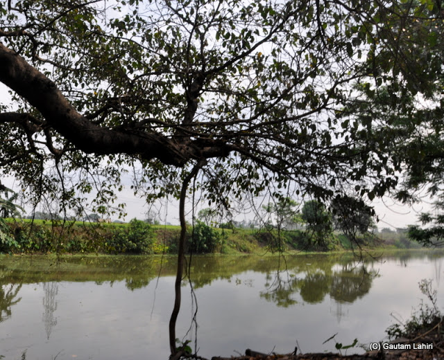 The translucent water of Basanti canal along which we drove down towards Taki at Taki, West Bengal, India by Gautam Lahiri