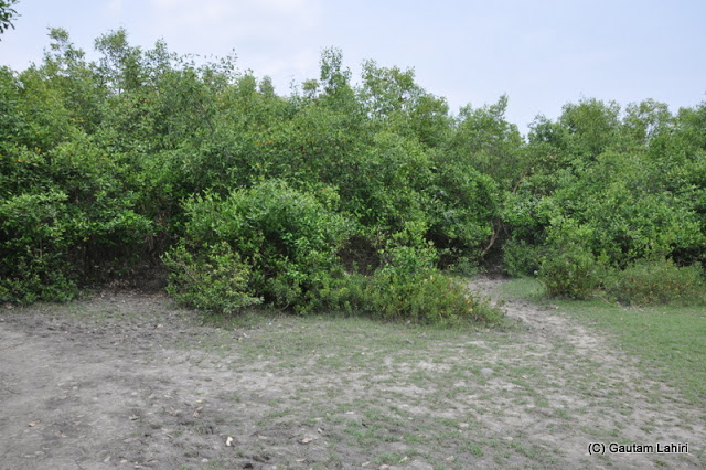 Sundri and mangrove formed the undergrowth that led us to the bank of Ichamati at Taki, West Bengal, India by Gautam Lahiri