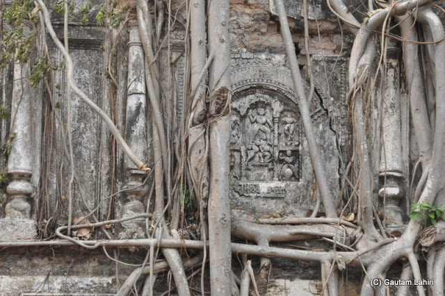 Tree roots, branches, and the old wall entwined each other in a gridlock at Taki, West Bengal, India by Gautam Lahiri
