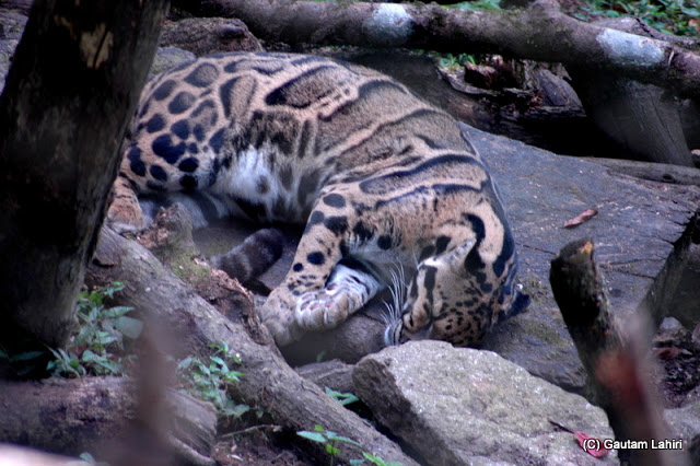 Clouded leopard, extremely rare..rolled on his side to catch the sun  at Darjeeling, West Bengal, India by Gautam Lahiri