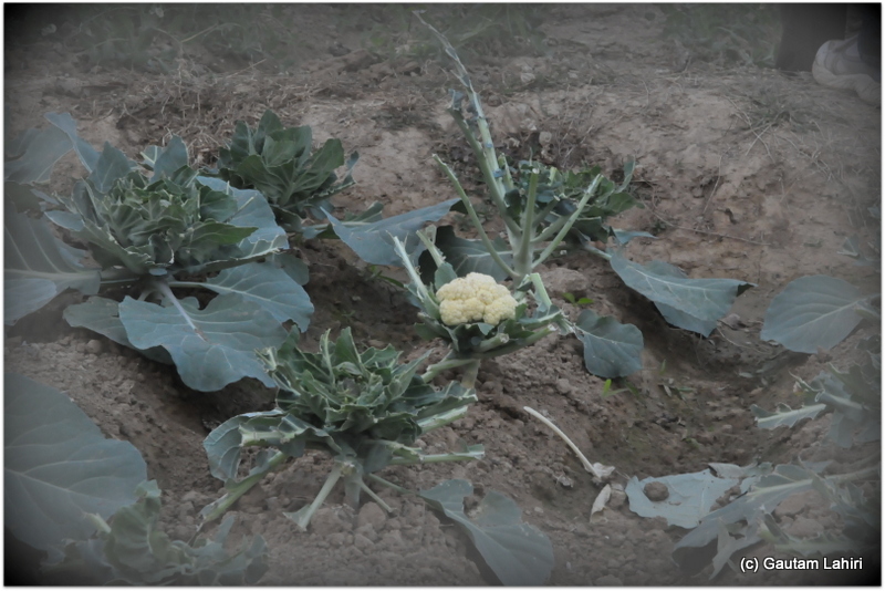 Cauliflowers sparkled with its white brightness, soft and sturdy; ready to be plucked at Joypur resort, Bankura by Gautam Lahiri