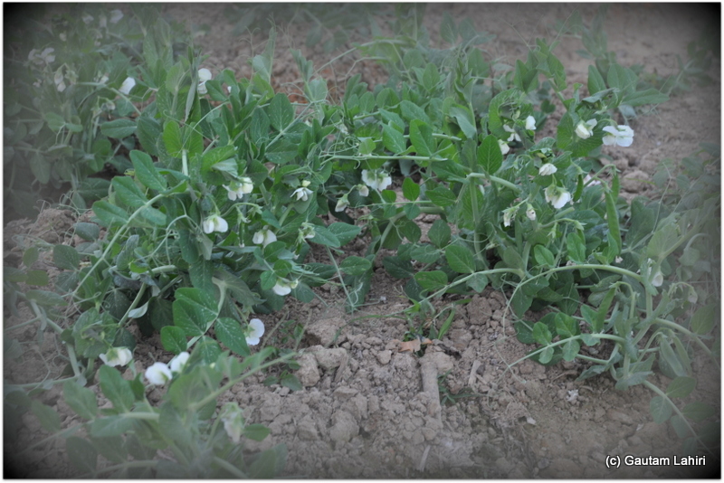 Green peas grew rimming the cabbage plants. Various forms out of the three base colors of brown, green and white lay scattered 
at Joypur resort, Bankura by Gautam Lahiri