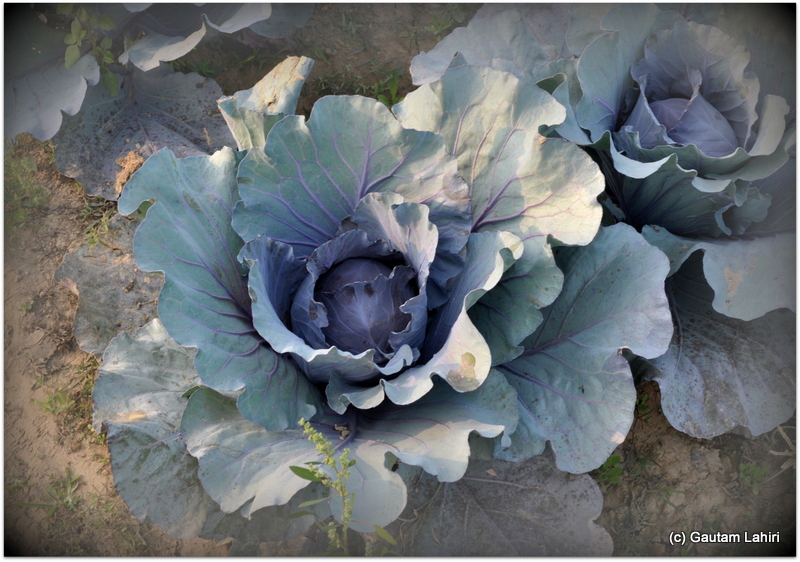 Purple cabbage, a must for Chinese dishes that were served to please the diverse palate of the inmates at Joypur resort, Bankura by Gautam Lahiri