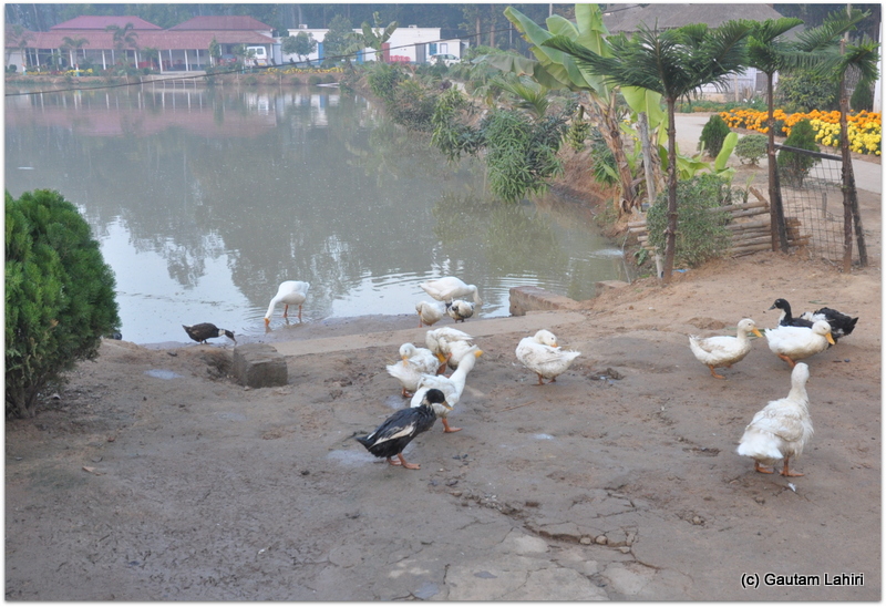 A battalion of ducks roamed near the lakefront, completely ignoring us as we closed in at Joypur resort by Gautam Lahiri