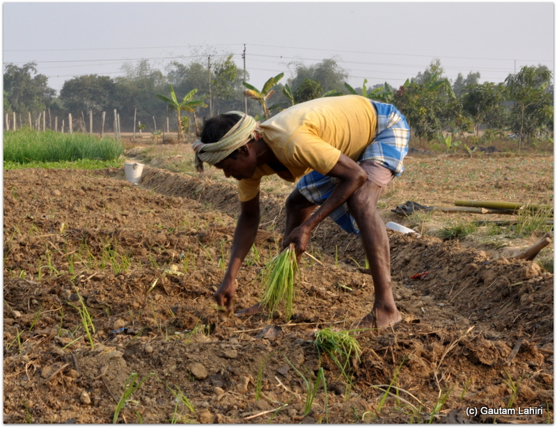 Seen here, is a farmer sowing the seeds after uprooting the topsoil at Joypur resort, Bankura by Gautam Lahiri
