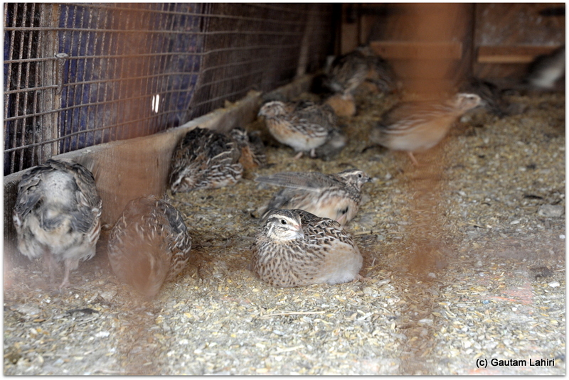 A sizable number of Quails sat snugly in their parlor, merrily making squeaks as we looked on at Joypur resort, Bankua by Gautam Lahiri