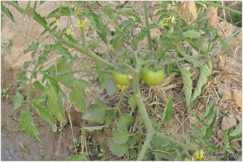 Hardly couple of feet above the ground, the low tomato plants encircled the purple cabbage plants from all sides at Joypur resort, Bankura by Gautam Lahiri