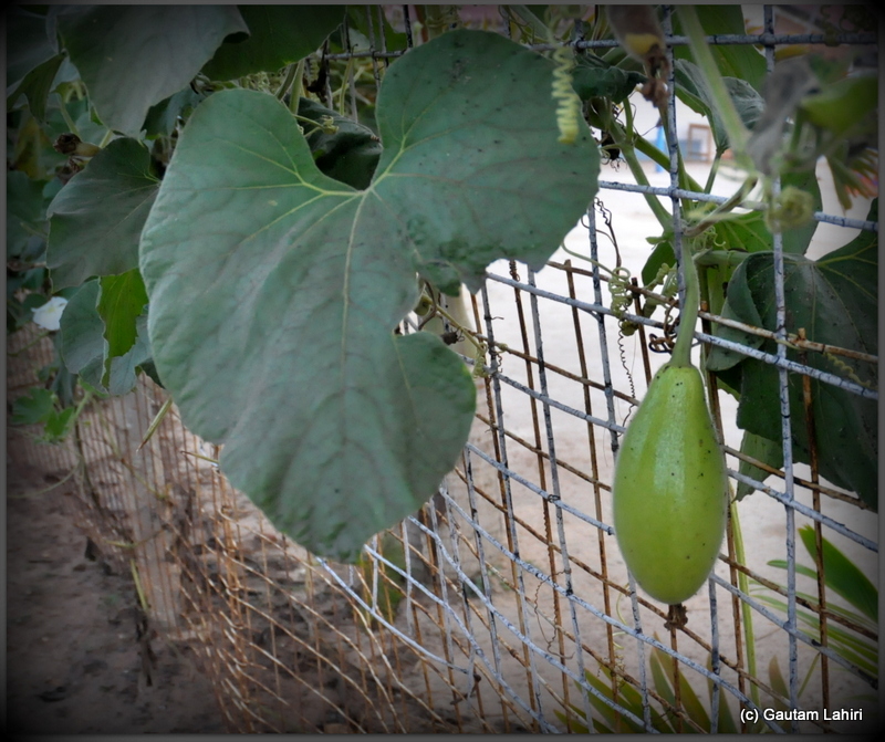 Bottle gourd was hanging too on the wall openings. The big leaves of this plant act as umbrellas for little animals and birds during the heavy rains at Joypur resort, Bankura by Gautam Lahiri
