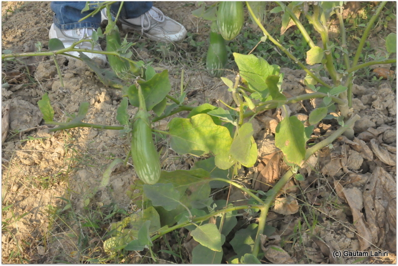 Green bringals were also found on the ground near the wall. The youngsters who never saw the vegetables in its natural setting were awfully delighted at Joypur resort, Bankua by Gautam Lahiri