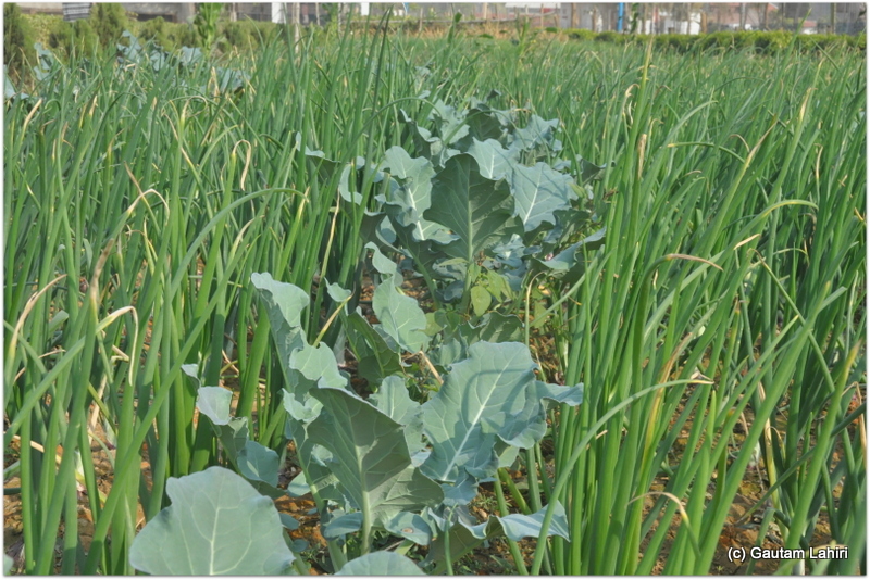 Long lines of cauliflower jutted out from within the green onion fields at Joypur resort, Bankura by Gautam Lahiri