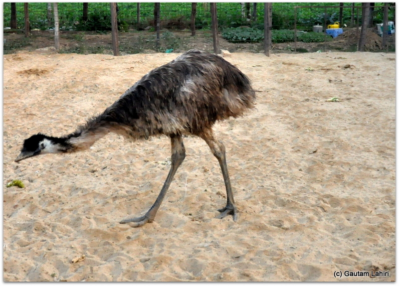 Emu scouring for morsels of food over the sandy terrain in its strong cage at Joypur resort, Bankura by Gautam Lahiri
