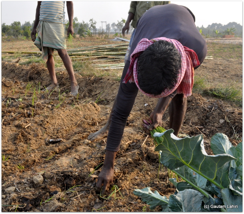 Farmland getting copious supply of seeds that are grown, collected and replenished for the succeeding season at Joypur resort, Bankura by Gautam Lahiri