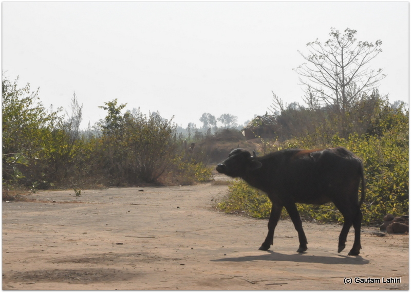 What greeted us was no Flight attendant or pilot officer but a lone buffalo happily grazing in solitude. Showed its anger by a bellow on the British airfield at Joypur jungle, Bankura by Gautam Lahiri