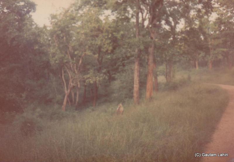 The dense jungles started of the Betla forest reserve, Jharkhand, India by Gautam Lahiri