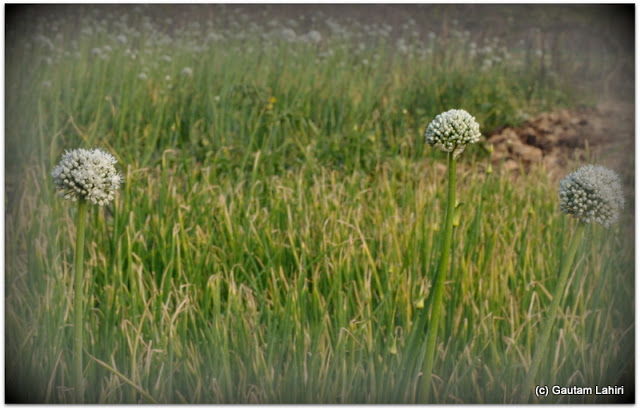 Green onions formed a soothing view as I panned my camera from one side to the other catching its green and white glory at Joypur resort, Bankura by Gautam Lahiri