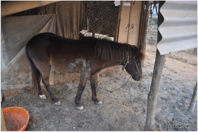 The lone pony, quiet and expressionless stood without a sound. Its fluttering eyelids and sweep of its neck were the only gestures we could catch at Joypur resort by Gautam Lahiri