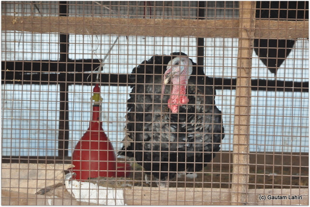 A grand Turkey basking under the glory of our attention. Pretty used to getting human stares at Joypur resort by Gautam Lahiri