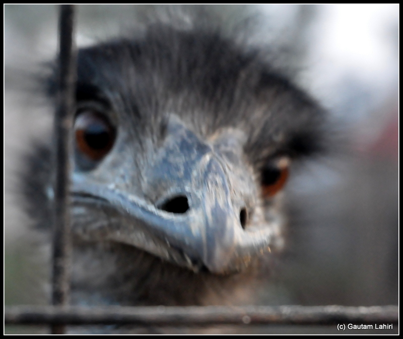 Sharp and slender, the blackened head of an Emu jutted out through one of the iron grill that enclosed the cage at Joypur resort by Gautam Lahiri