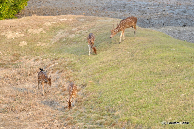 Couple of deer foraging the grassy highlands around the river banks at Sajnekhali  at Sunderbans National Park, West Bengal, India by Gautam Lahiri