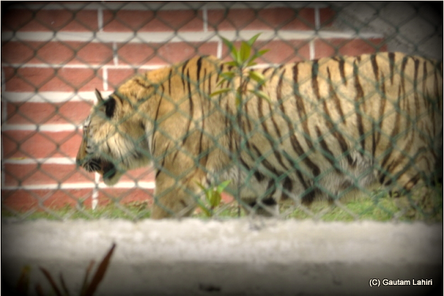 The man eater ambling around the enclosure was a sight we will never forget  at Sunderbans National Park, West Bengal, India by Gautam Lahiri