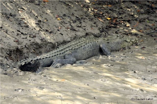 A 15-18 feet salt water crocodile lay motionless near the water edge in the mud, caught everyone's attention  at Sunderbans National Park, West Bengal, India by Gautam Lahiri