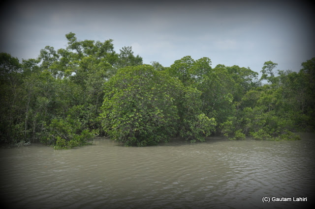 Rows of Sundari and mangrove forest that remain submerged make Sunderbans so special  at Sunderbans National Park, West Bengal, India by Gautam Lahiri