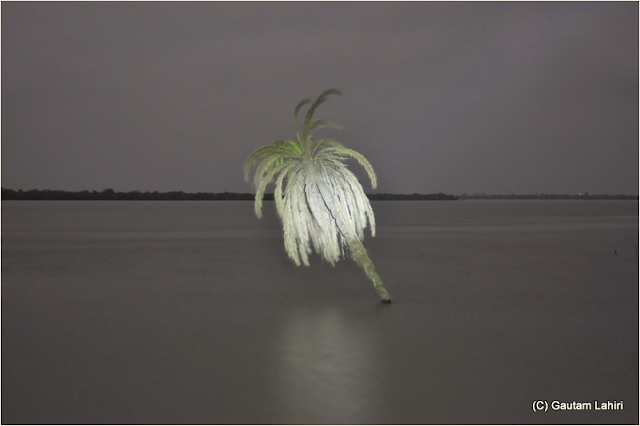 On a full beam of torch light, the camera captures a drunken coconut tree submerged in the river.. time for the high tide  at Sunderbans National Park, West Bengal, India by Gautam Lahiri