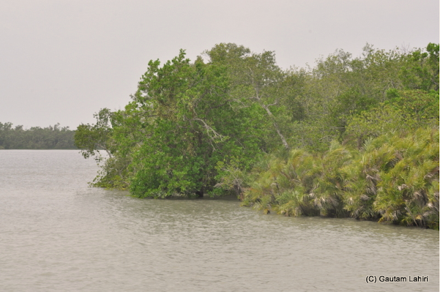 The dense foliage of 'Golpata' palm along with Sundari tree form a perfect hide out for the big cats  at Sunderbans National Park, West Bengal, India by Gautam Lahiri