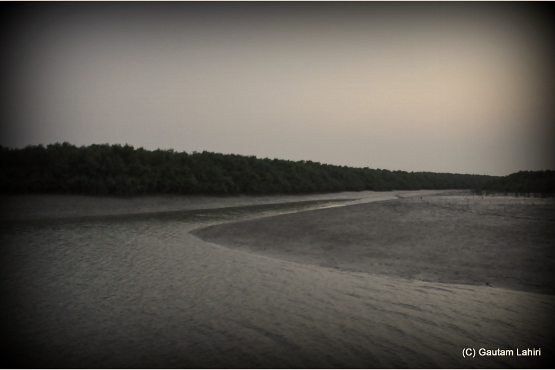 Pakhiralaya, becomes a battle ground of bird cries, as the sun is swallowed by the rows of Sundari trees on the river banks  at Sunderbans National Park, West Bengal, India by Gautam Lahiri
