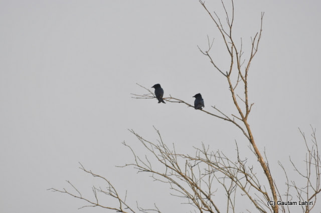 Birds swinging on the tree branches as the night falls  at Sunderbans National Park, West Bengal, India by Gautam Lahiri
