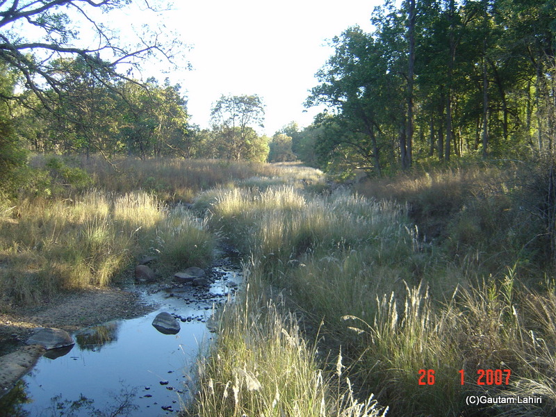 Kanha's national park and forests by gautam lahiri