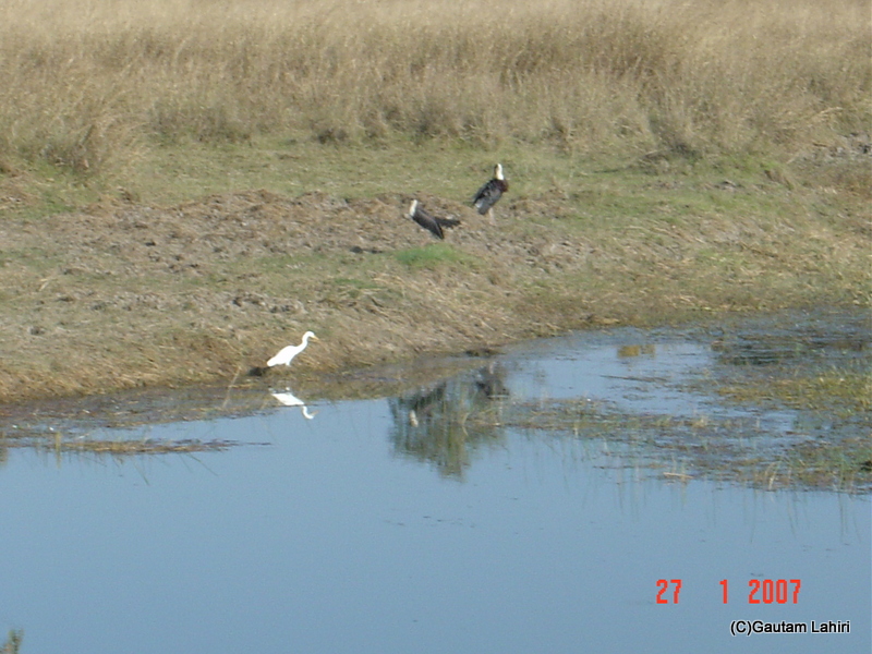Birds dotted the marshy patches within the Kanha national park by gautam lahiri
