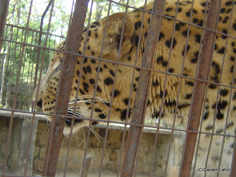 The lethal man eating leopard which was on the prowl at Kanha and Pench national parks by gautam lahiri